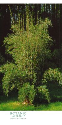 Bambus - Fargesia robusta