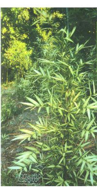 Bambus - Pleioblastus shibuyanus ´Tsuboi´