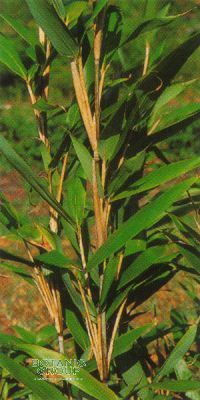 Bambus - Arundinaria kunishii