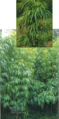 Bambus - Chimonobambusa quadrangularis