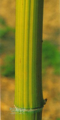 Bambus - Phyllostachys bambusoides