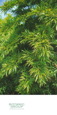 Bambus - Phyllostachys dulcis