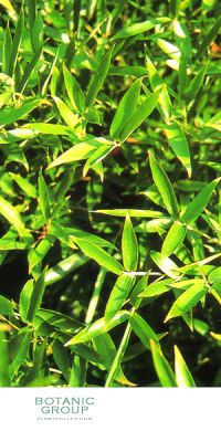 Bambus - Phyllostachys manii