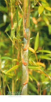 Bambus - Phyllostachys nidularia