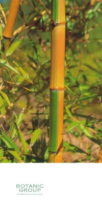 Bambus - Phyllostachys praecox