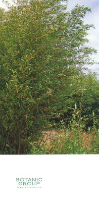 Bambus - Phyllostachys rubromarqinata