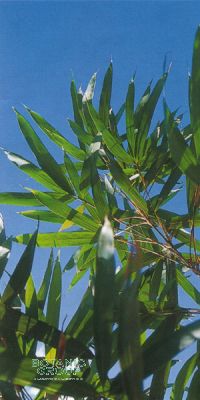 Bambus - Pseudosasa amabilis