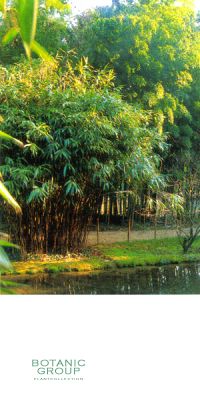 Bambus - Pseudosasa japonica ´Tsutsumiana´