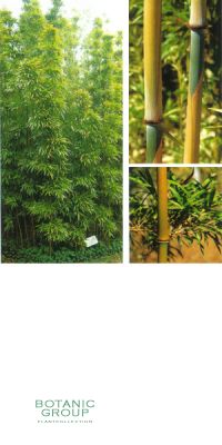 Bambus - Sinobambusa tootsik