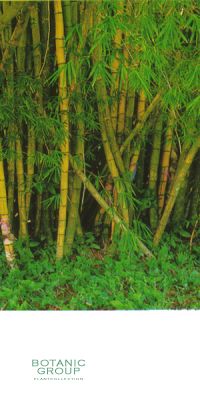 Bambus - Bambusa vulgaris ´Striata
