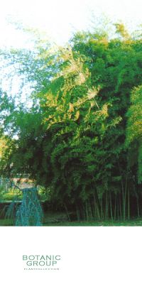 Bambus - Phyllostachys nigra ´Boryana´
