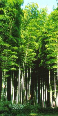 Bambus - Phyllostachys pubescens