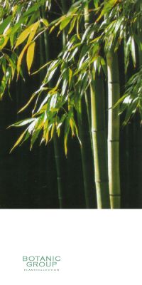 Bambus - Phyllostachys viridiglaucescens
