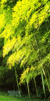 Bambus - Phyllostachys viridis