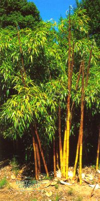 Bambus - Phyllostachys vivax