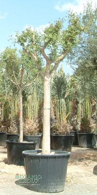 Ceratonia siliqua - Johannisbrotbaum