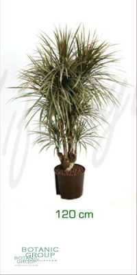 Dracaena bicolor - Drachenbaum verzweigt, Zimmerpflanze