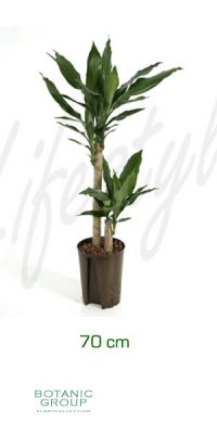 Dracaena fragrans - Drachenbaum