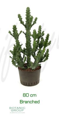 Euphorbia mayurantani