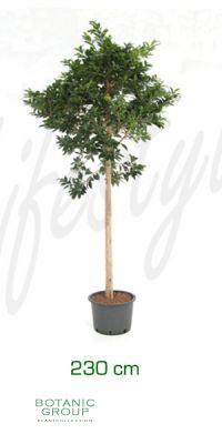 Ficus nitida compacta Stammwuchs