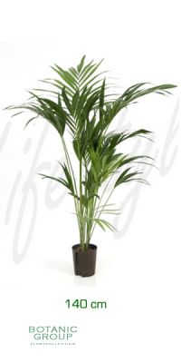 Howeia forsteriana - Kentia palm