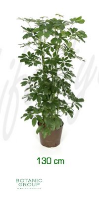 Schefflera arboricola - Schefflera, Strahlenaralie