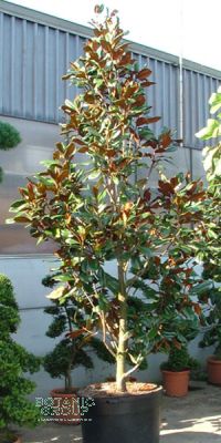Magnolia grandiflora Ferruginea - Magnolie