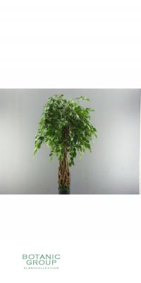 Kunstbaum - Ficus benjamina