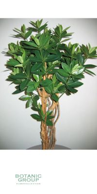 Kunstbaum - Lorbeerbaum, Corynocarpus laevigatus