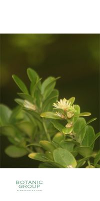 Buxus sempervirens Arborescens - Heckenpflanze Buchshecke
