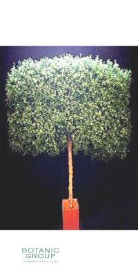 Kunstbaum - Buchsbaumhecke auf Stamm