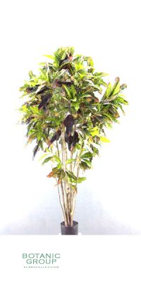Kunstbaum - Croton (codiaeum)