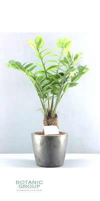 Kunstpflanze - Zamioculcas