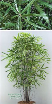 Kunstpflanze - Aralia multitrunkboom