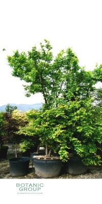 Acer palmatum - Japanischer Fächerahorn