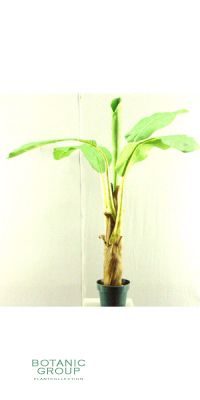 Kunstpflanze - Bananenpflanze