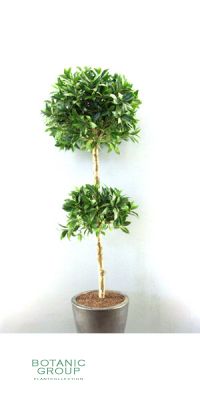 Artificial plant - laureltree, spherical shape,  x2, with berrie