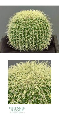 Künstlicher Kaktus, Echinocactus grusonii - Igelkaktus