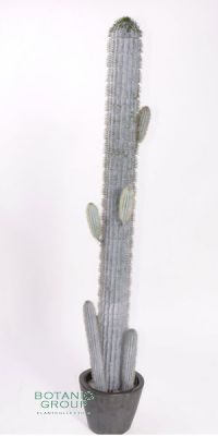 Künstlicher Kaktus, Pachycereus pringlei