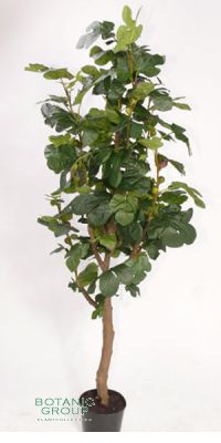 Kunstbaum - Feigenbaum, Ficus carica