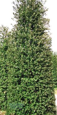 Quercus ilex - Steineiche, Grüneiche