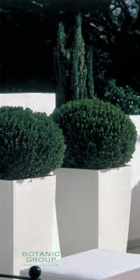 Buxus sempervirens  in a Planter