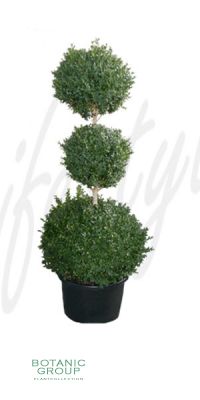 Buxus sempervirens 'Rotundifolia' - 3 Kugel- Schnitt