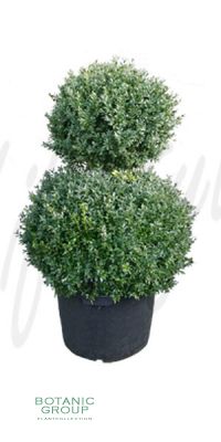 Buxus sempervirens 'Rotundifolia' - 2 Kugel- Schnitt