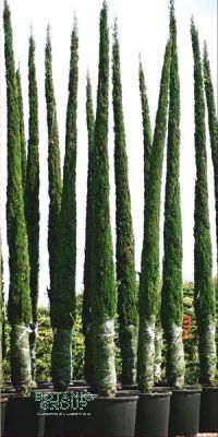 Cupressus sempervirens Pyramidalis - Italian Cypress