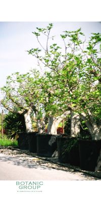 Ficus carica - Echte Feige, Feigenbaum versch. Größen