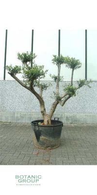 Olea europea Bonsai - Olivenbaum