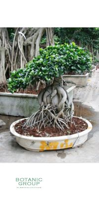 Ficus microcarpa ginseng - Ficus bonsai