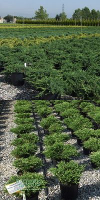 Juniperus - Wacholder verschiedene Sorten