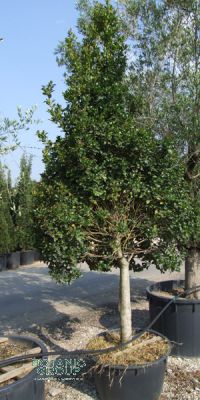 Ilex aquifolium  - Europäische Stechpalme
